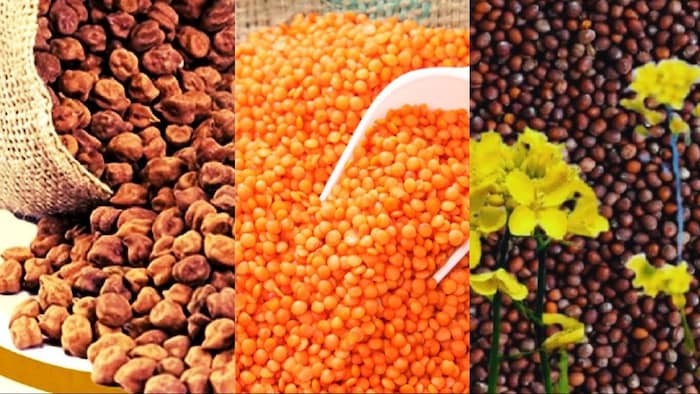 मध्य प्रदेश में चना, मसूर और सरसों खरीद का रजिस्ट्रेशन 20 फरवरी से होगा शुरू
