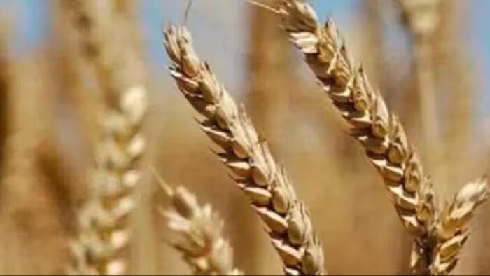 गेहूं की खेती