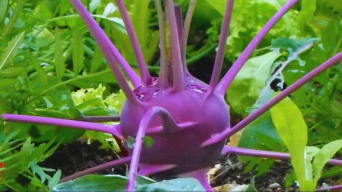 मात्र 68 रुपये में खरीदें गांठ गोभी का 100 ग्राम बीज