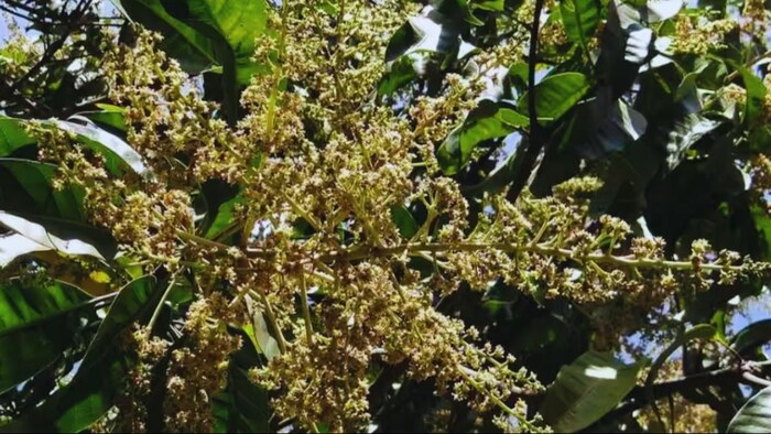 आम, लीची और अमरूद को कीटों से बचाने के लिए करें छिड़काव