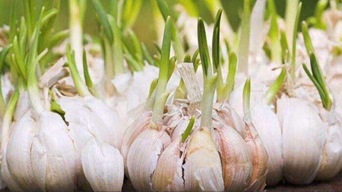 विकसित हुई लहसुन की नई किस्म
