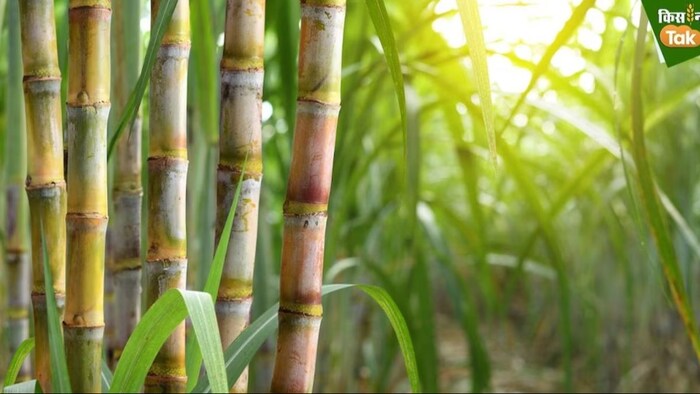 भारत के किस राज्य को “चीनी का कटोरा” कहा जाता है?