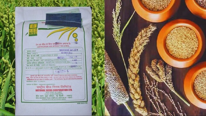 इन तीन मोटे अनाजों की सस्ते में खरीदें बीज