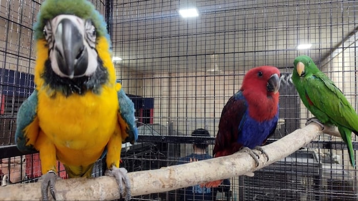 मकाऊ तोता पीले, नीले और लाल रंग का होता हैं. (Photo-Kisan Tak)