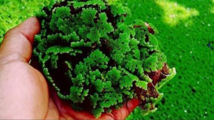 जानिए अजोला की खेती के बारे में