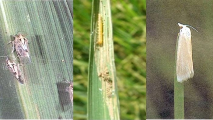 तना छेदक कीट के हमले से किसान हुए परेशान. (सांकेतिक फोटो)