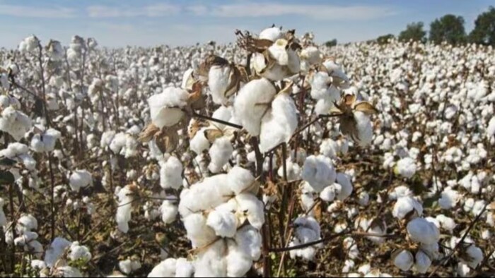दुनिया का सबसे बड़ा कॉटन उत्पादक है भारत.