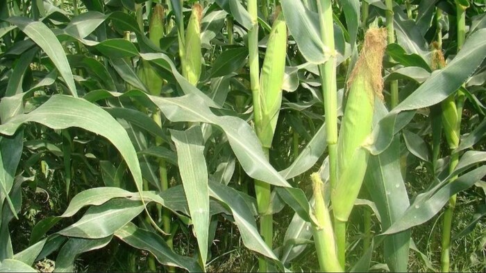 मक्के की खेती