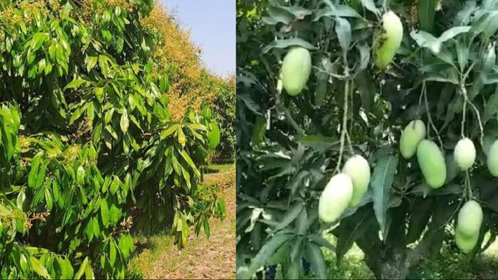 लीची और आम में कीट प्रबंधन