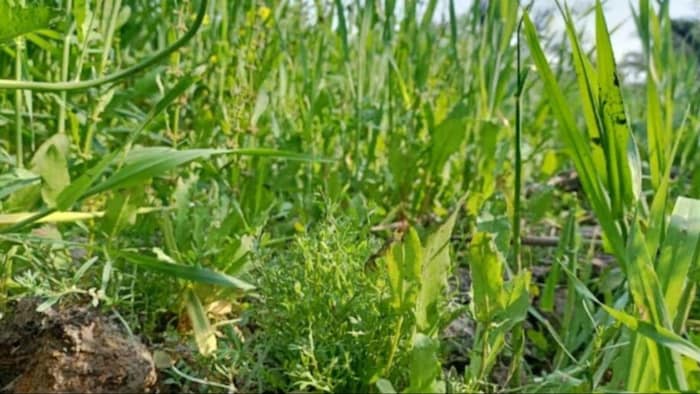 जानिए खरपतवार से फसलों को कितना होता नुकसान