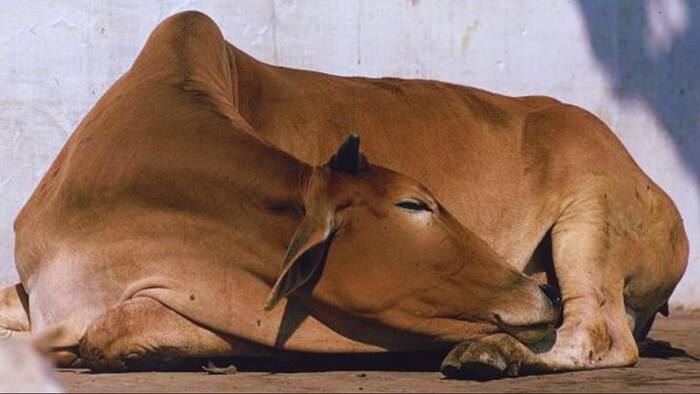 बेमौसम बारिश में पशुओं को हो सकता है लंगड़ा बुखार