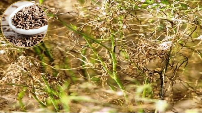 जीरे के बीज बर्बाद कर सकता है यह कीट