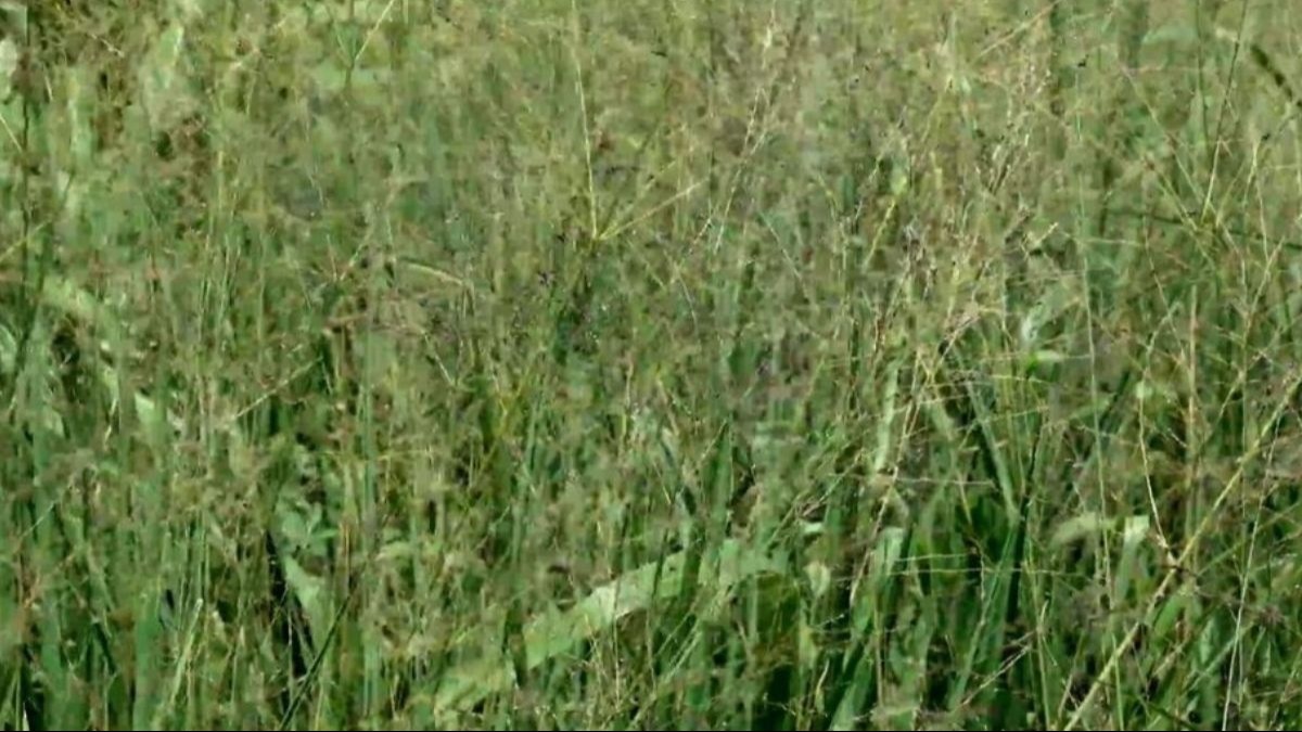 महाराष्ट्र में बढ़ा चारा संकट, अकोला से दूसरे ज‍िले में चारा ले जाने पर लगी रोक