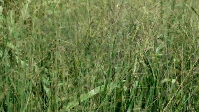 गंभीर होने लगी चारे की समस्या