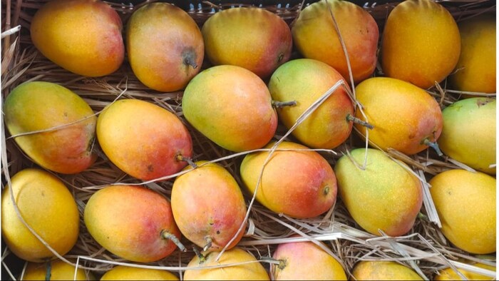 जानिए इस साल अल्फांसो आम का भाव कितना रहेगा