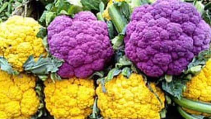 रंग-बिरंगी गोभी की खेती