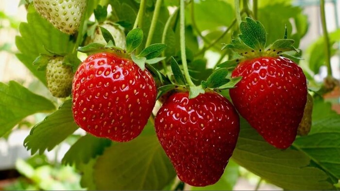 स्ट्रॉबेरी की खेती