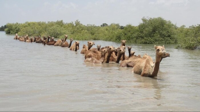 ये है समुद्र में तैरने वाला ऊंट