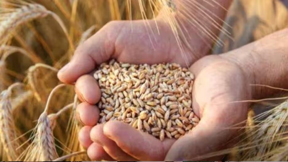 Wheat Price: ट्रेडर्स ने एफसीआई से गेहूं खरीद घटाई, सरकारी गेहूं बिक्री का टारगेट पूरा नहीं कर पाई एजेंसी  Wheat Price: ट्रेडर्स ने एफसीआई से गेहूं खरीद घटाई, सरकारी गेहूं बिक्री का टारगेट पूरा नहीं कर पाई एजेंसी