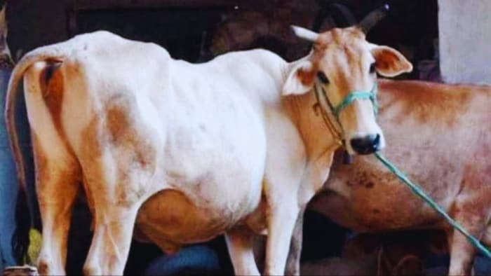 गर्भवती गाय-भैंस को क्या खिलाएं