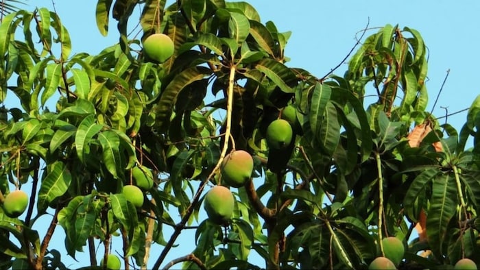 आम के पेड़ों में करें नीम तेल का छिड़काव