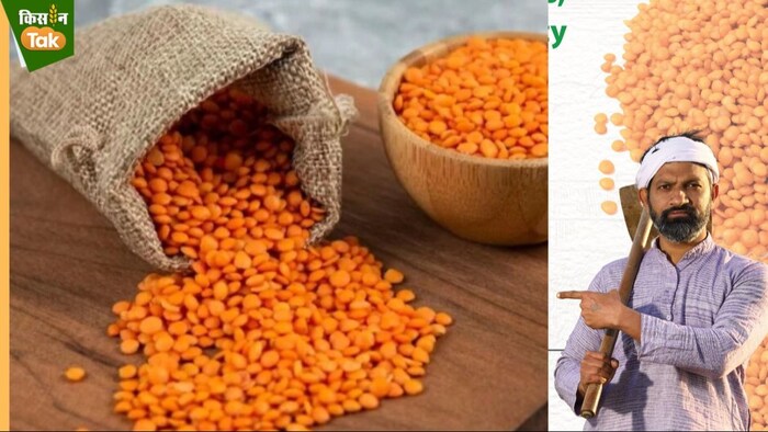 इस बार मसूर दाल का रिकॉर्ड उत्पादन होने का अनुमान.