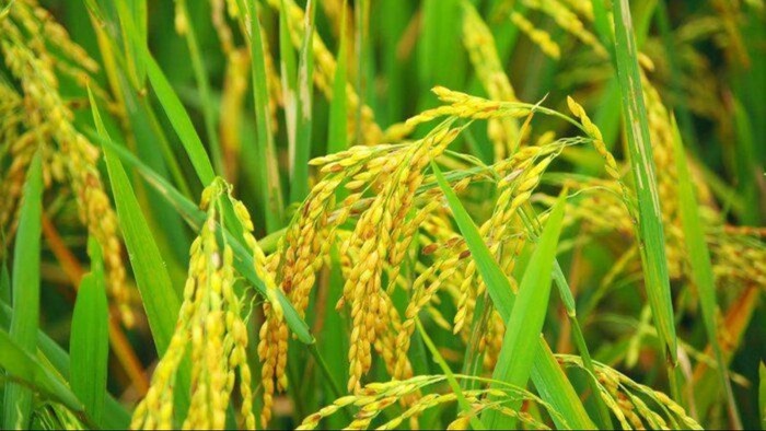 Paddy Crop