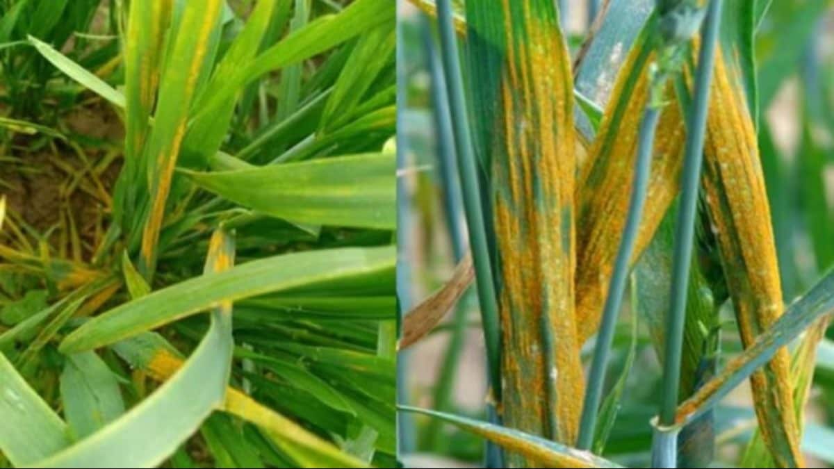 गेहूं के फूल का यह रोग बहुत घातक है, दाने बढ़ने पर ही चलता है पता, ऐसे करें उपचार - This disease of wheat flower is very fatal known only when the