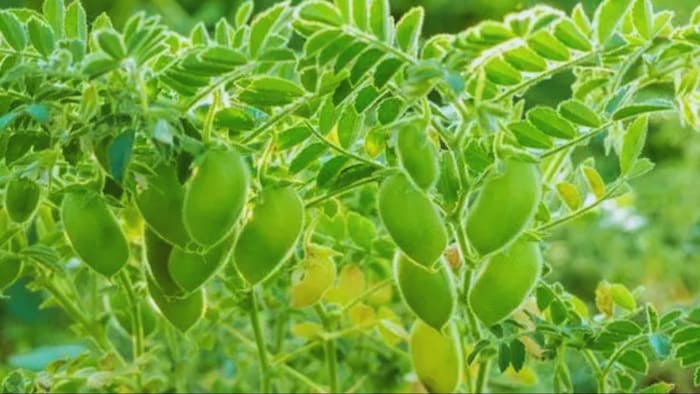 चने की खेती