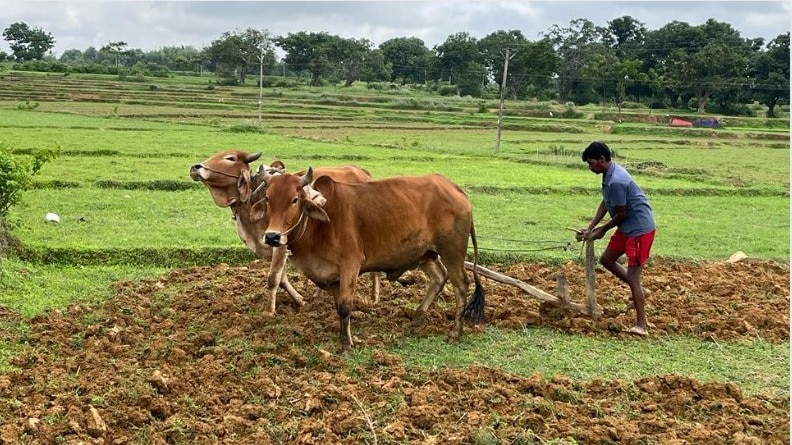 ओडिशा में कालिया स्कीम को अगले तीन साल के लिए बढ़ाने का फैसला, जानें इसके फायदे
