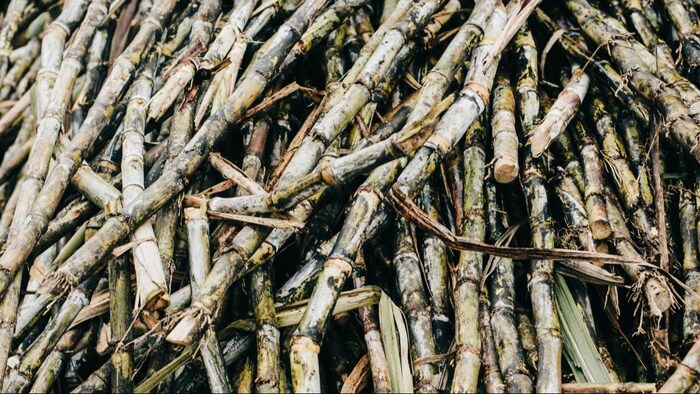 गन्ने के किसानों के लिए हाल ही में हुआ है बड़ा ऐलान