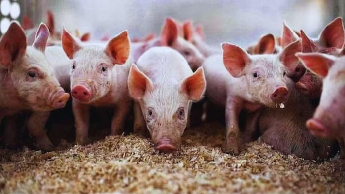 सूअर पालन