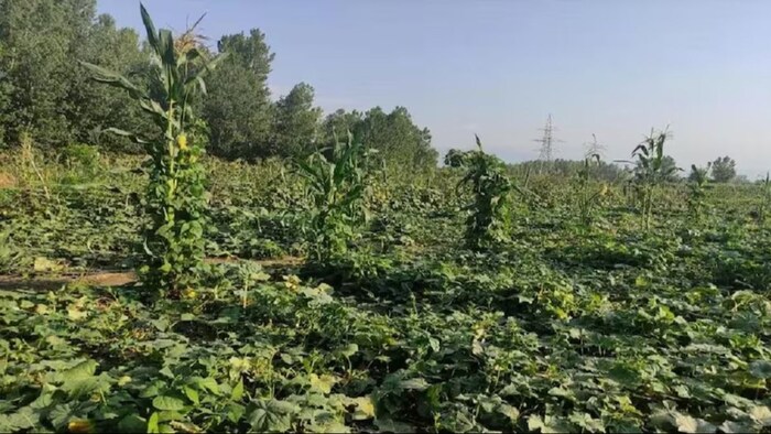 बागवानी कर किसान ने बदली अपनी किस्मत