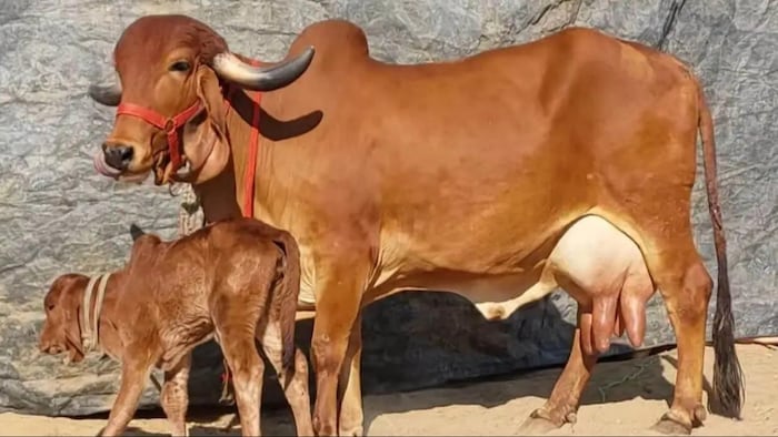 गौ संरक्षण केंद्र निराश्रित गौ वंश के साथ बेरोजगार ग्रामीणों का भी सहारा बनेंगे. (Photo-Kisan Tak)