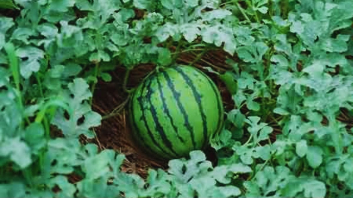 जायद सीजन