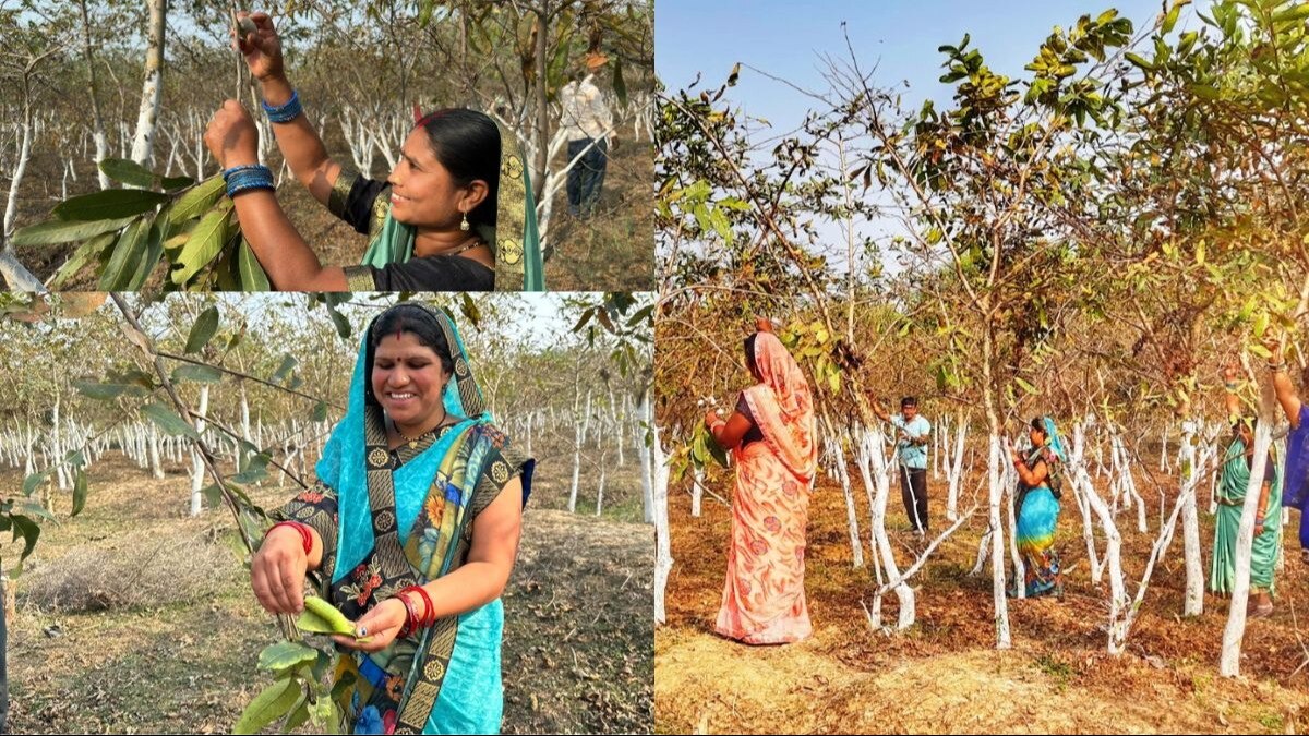 Sericulture : रेशमी धागों ने छत्तीसगढ़ की महिलाओं के जीवन में बुनी खुशियां, समूह में कर रही महिलाएं रेशम की खेती