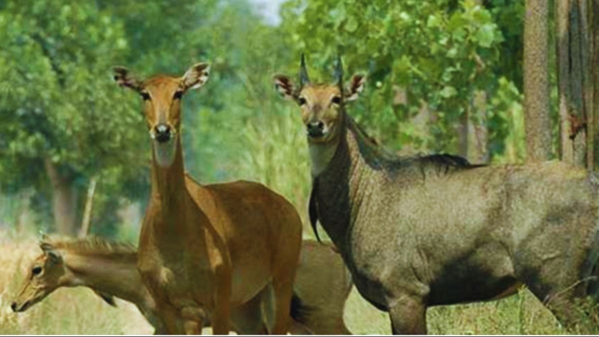 nilgai terror
