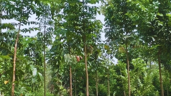 महोगनी की खेती