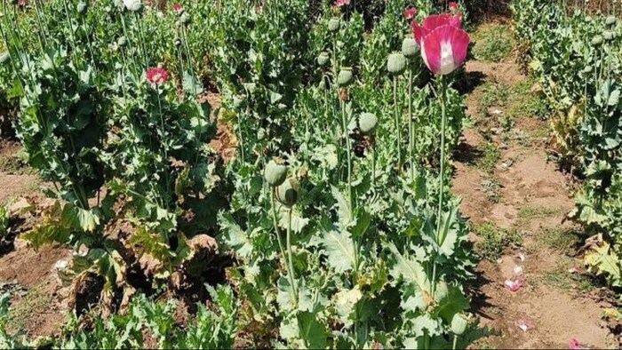 अवैध रूप से अफीम की खेती करने वालों के खिलाफ कार्रवाई. (सांकेतिक फोटो)