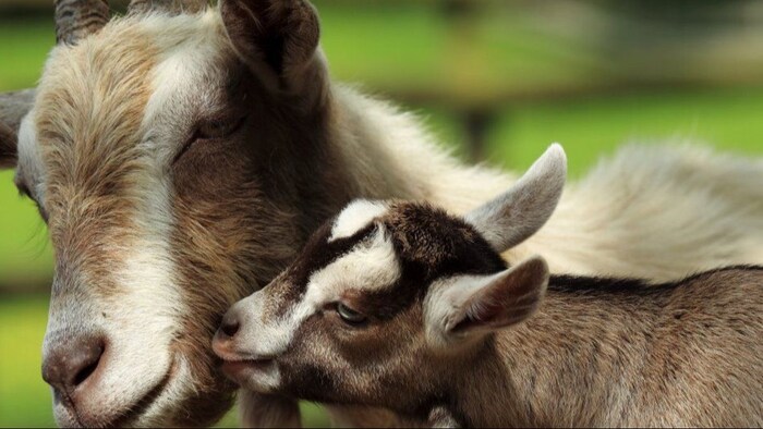 बकरियों को भूल कर भी ना खिलाएं ये चारा