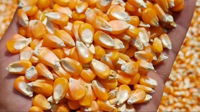 जानिए मक्के का मंडी भाव