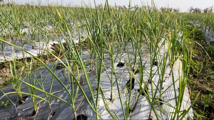 मल्चिंग विधि से करें लहसुन की खेती