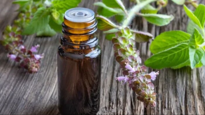 basil leaves oil