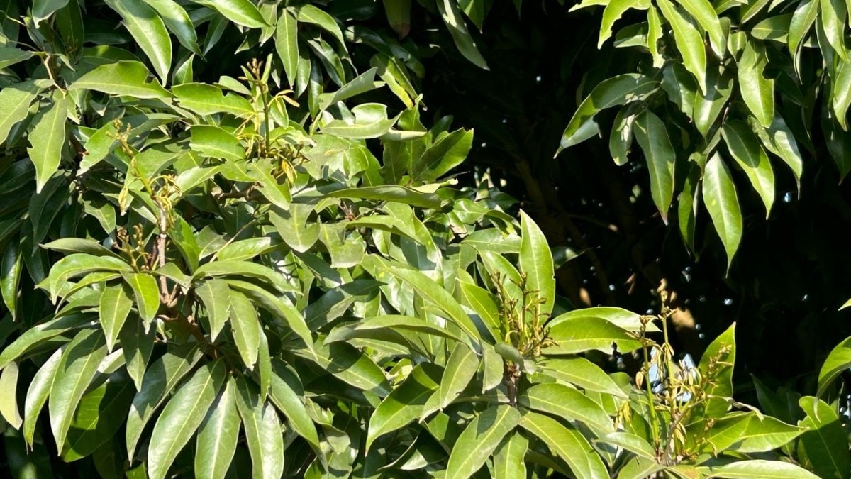 लीची के लिए बेहद नाजुक है यह महीना, इन खास तरीकों से करें फलों की देखभाल 