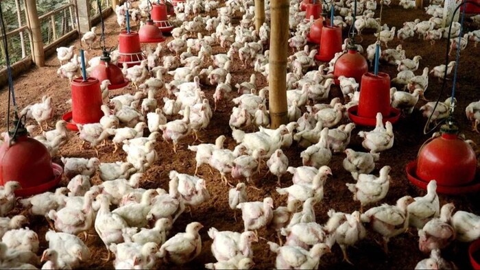 Poultry Farming