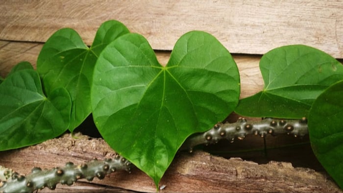 Giloy Leaf