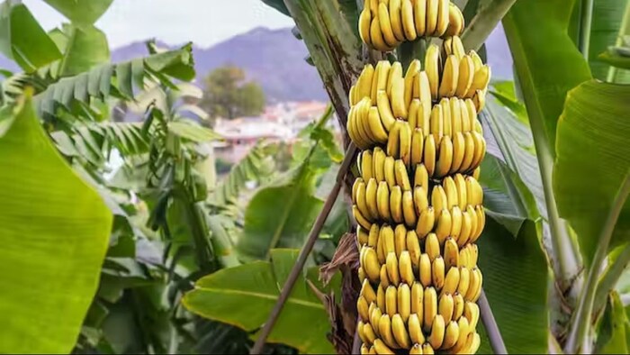 केला उत्पादन में ये राज्य है सबसे आगे