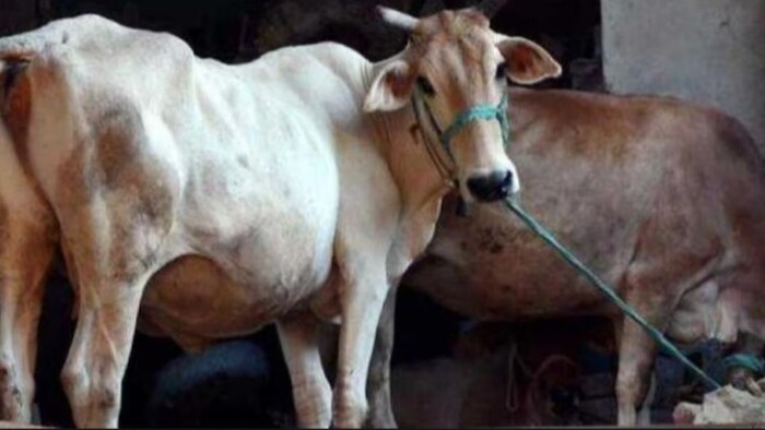 पशुओं की रखरखाव के लिए सस्ते दर पर मिलेगा पैसा.