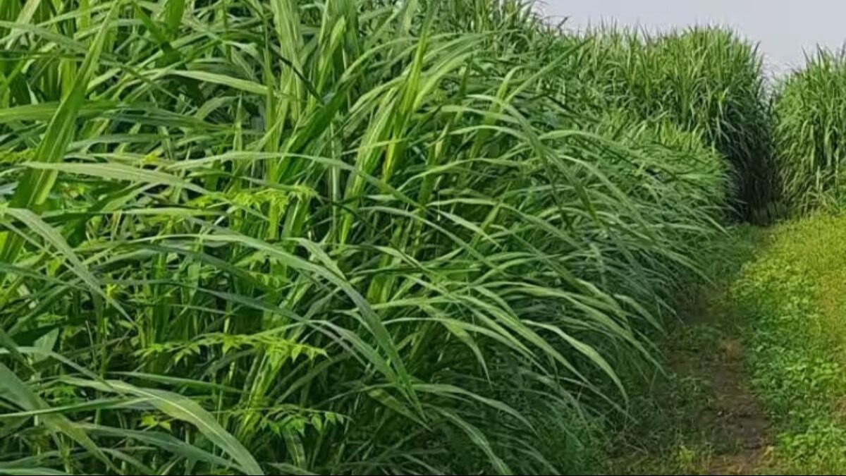 Green Fodder: मार्च में कर दें ज्वार, बाजरा, लोबिया और मक्का की बुवाई, मई- जून में मिलेगा भरपूर चारा - sowing of green fodder jowar millet cowpea and maize in march for animal