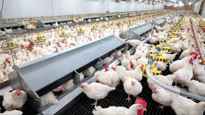 मुर्गियों के लिए घर पर तैयार करें चारा